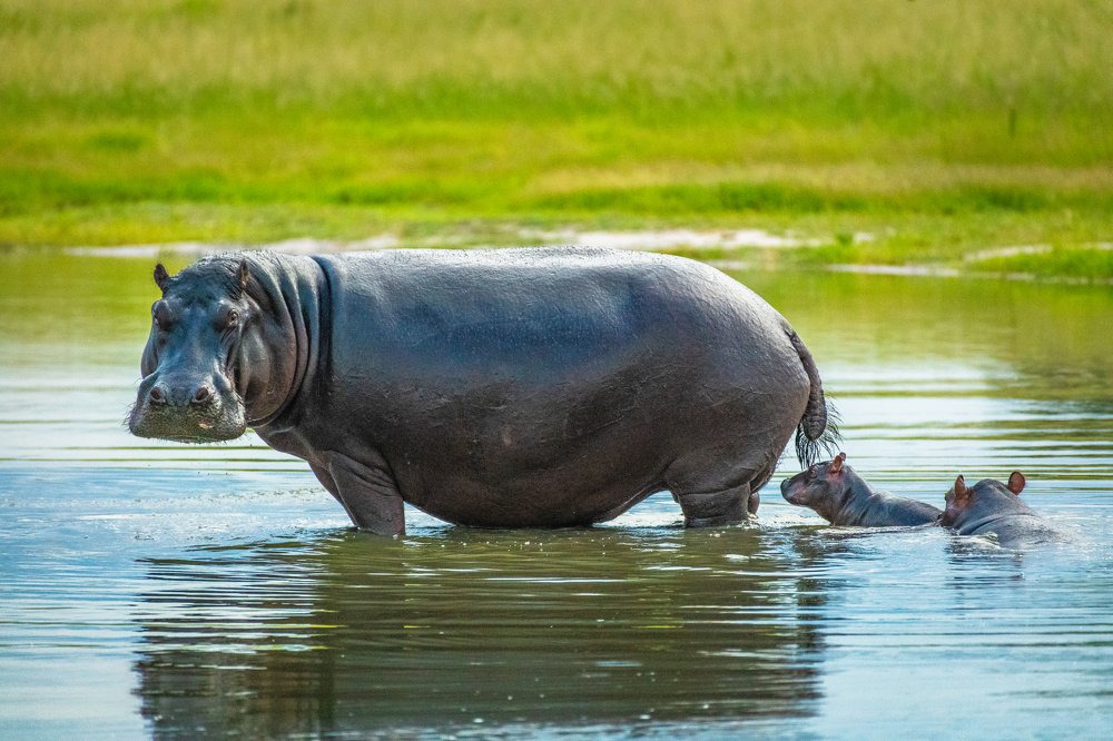 Mother and Baby Hippo