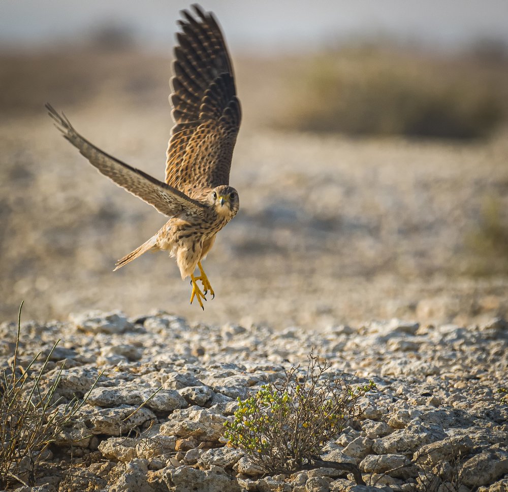 Photograph by Manjri Saxena