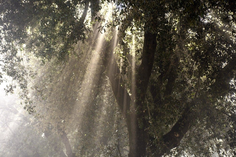 Фотография автора Roberta Costanzi