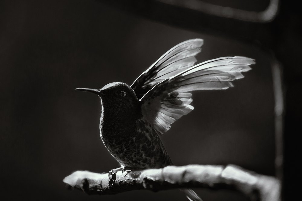 Photograph by Andrius La Rotta