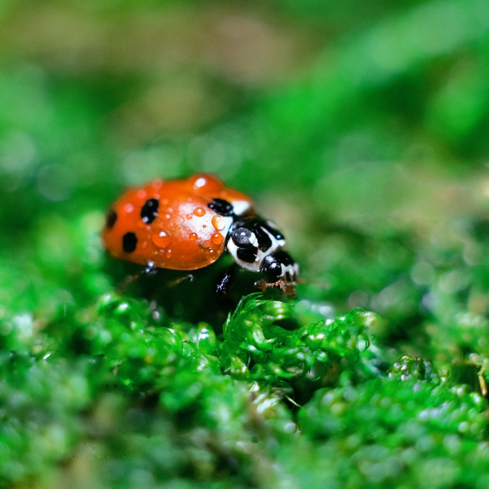 Ladybug