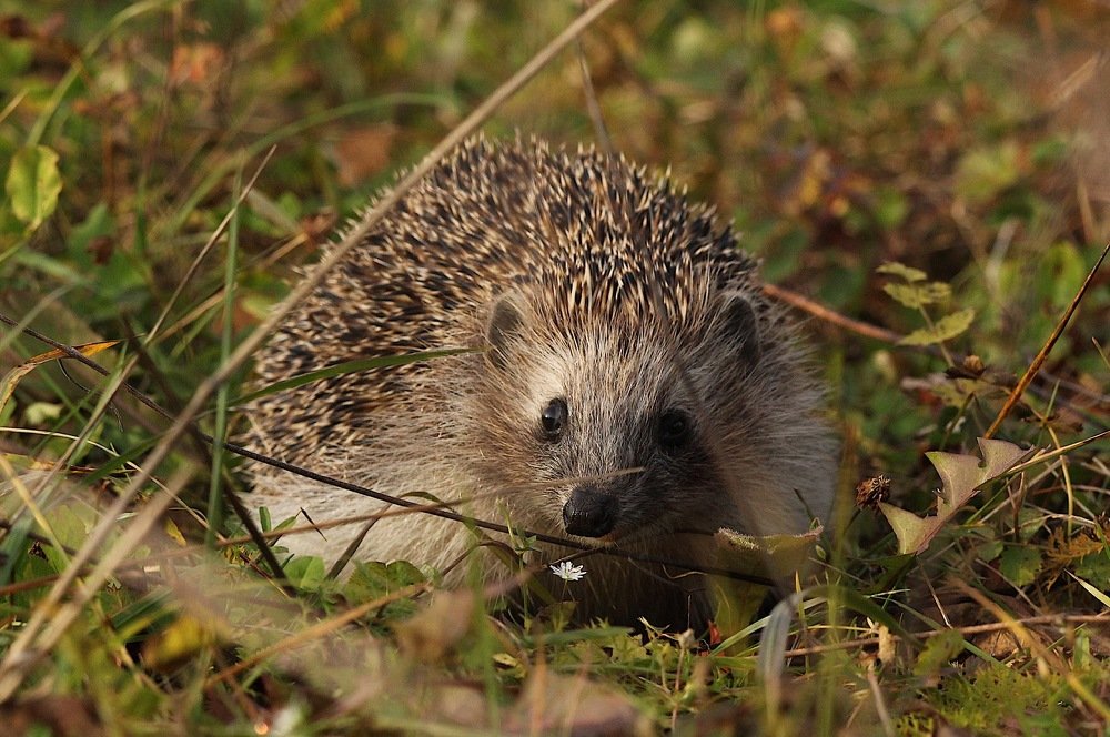 Еж перед спячкой