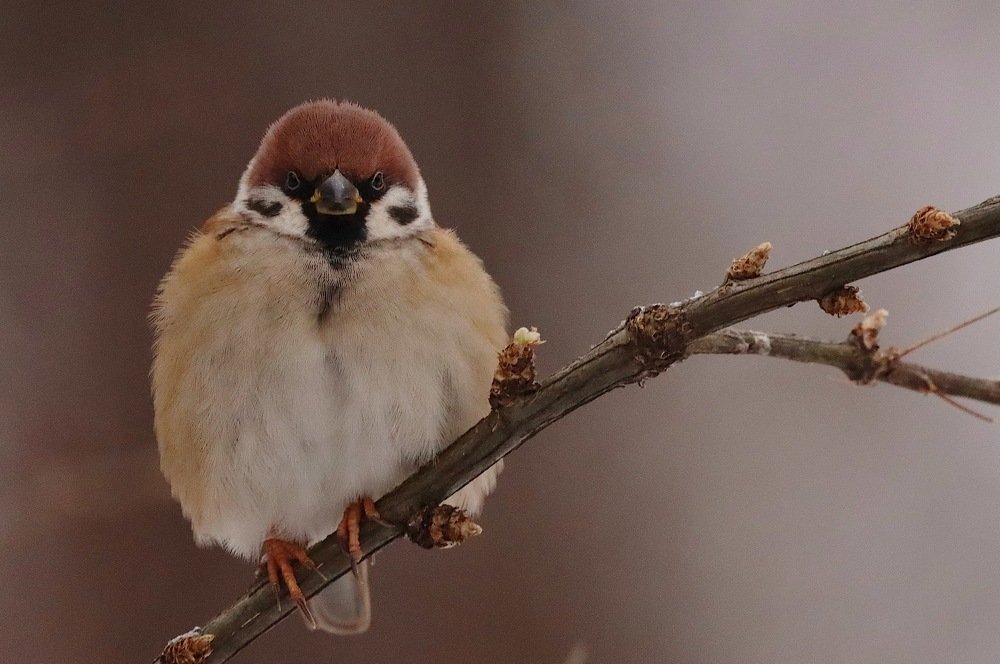 Кадр из жизни полевого воробья