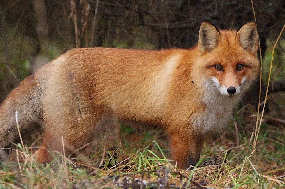 Лиса в осенней шубе