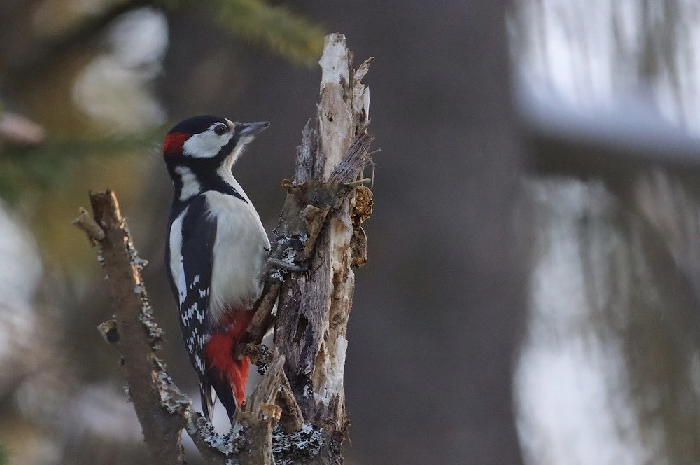 Большой пестрый дятел