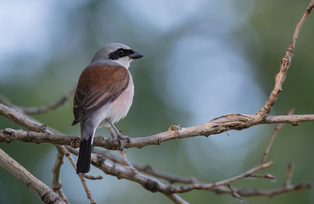 Семья обыкновенных жуланов