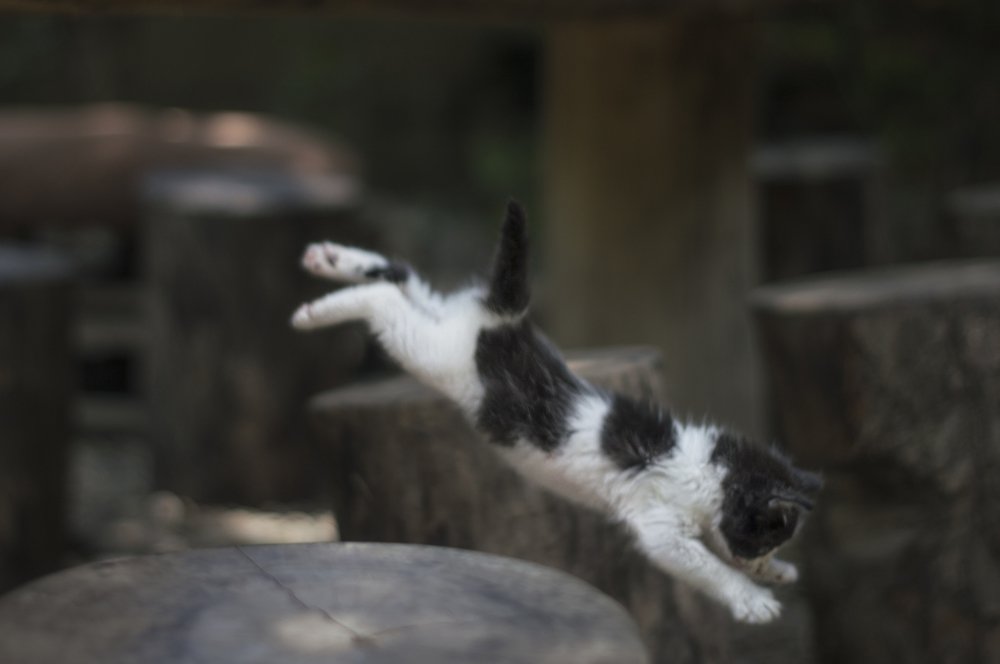 Photograph by Andrius La Rotta