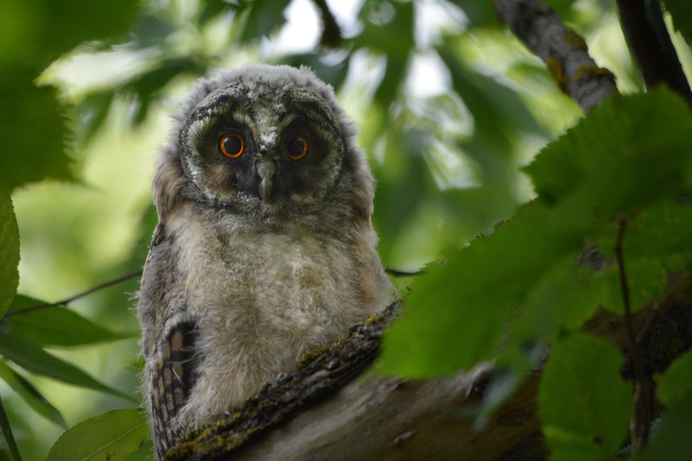 Ушастые совы