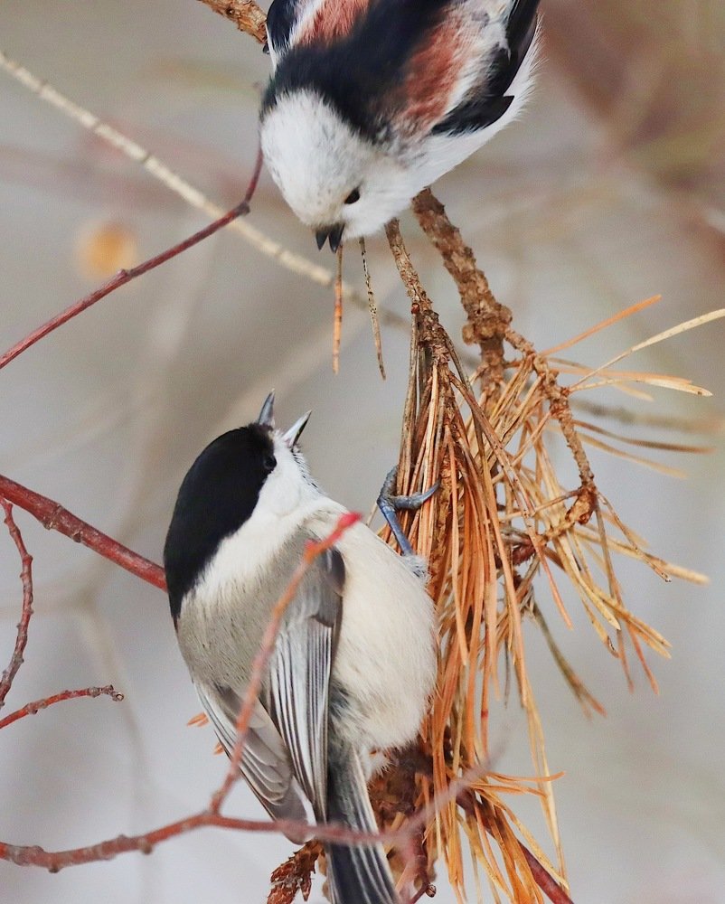 Как ополовник с пухляком место на ветке делили