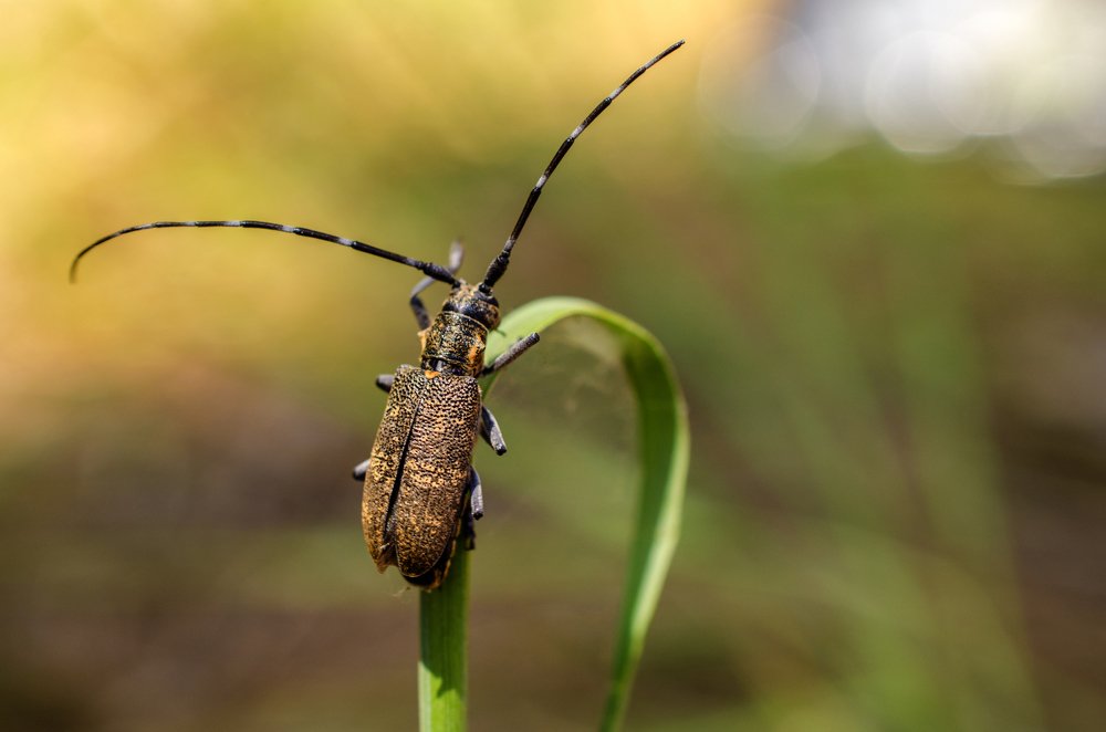 Привет свету
