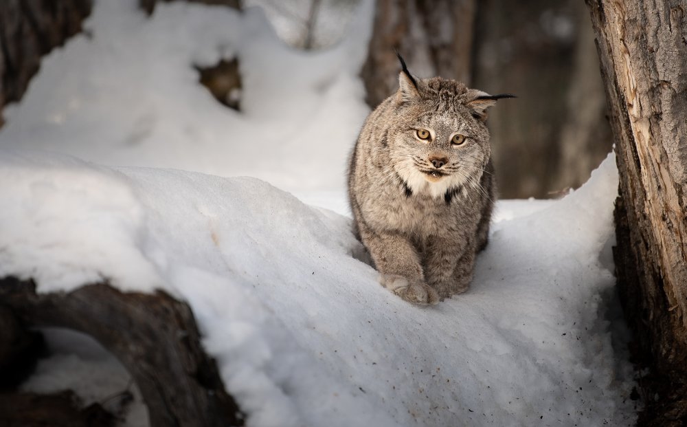 Photograph by ron conigliaro