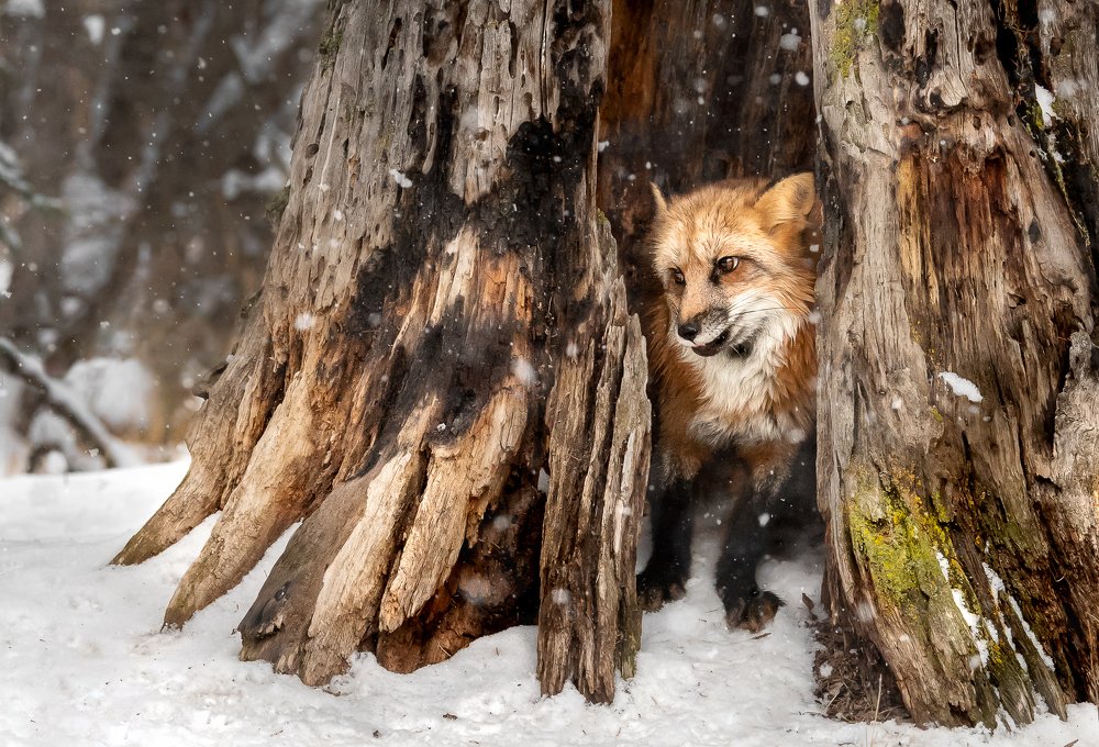 Photograph by ron conigliaro