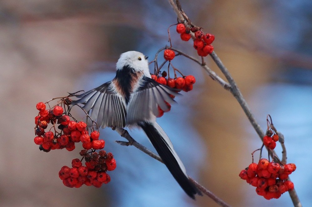 Ополовник на рябине
