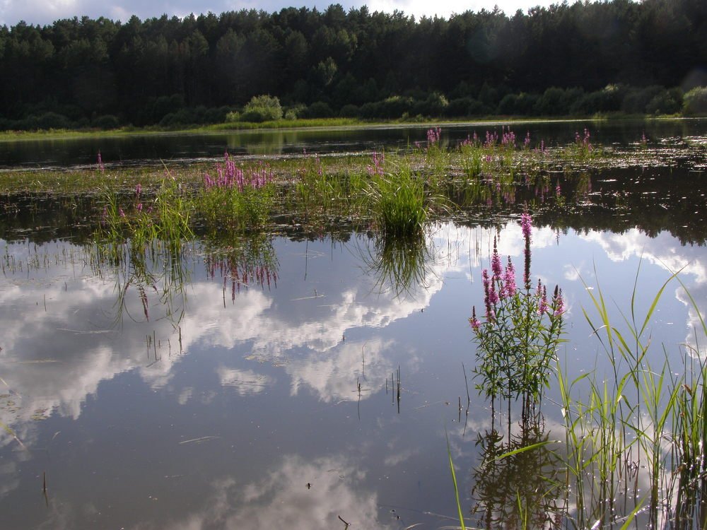 Photograph by Ирина Вассерлауф