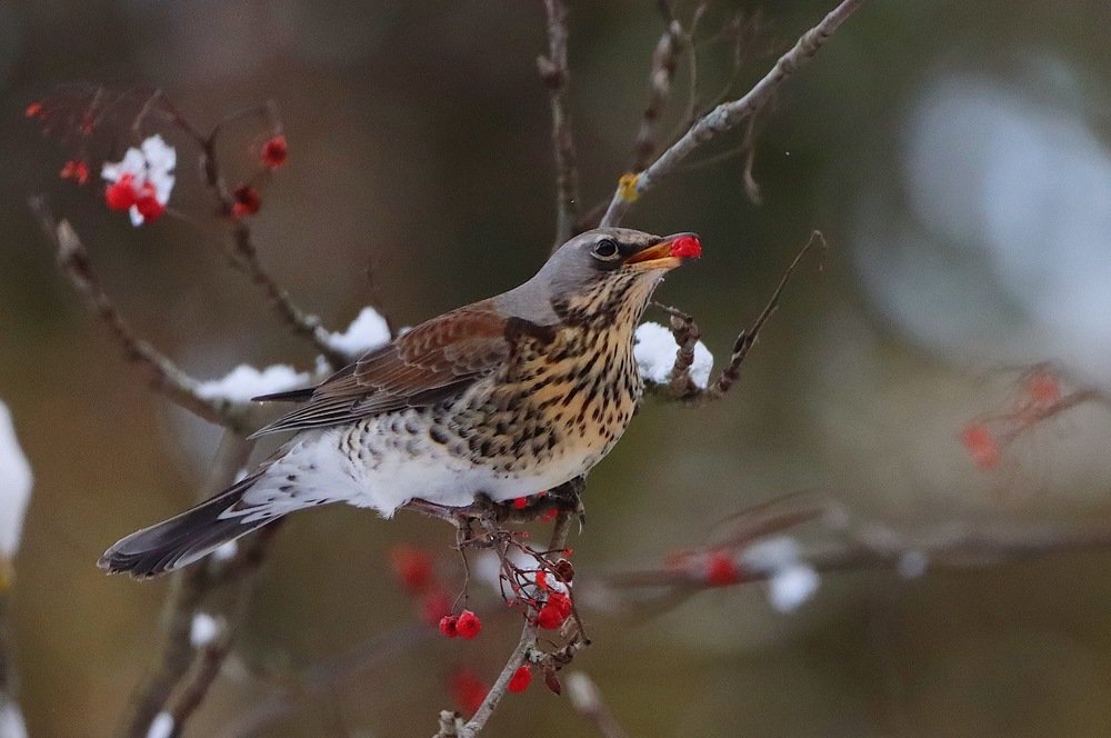 Дрозд-рябинник за завтраком