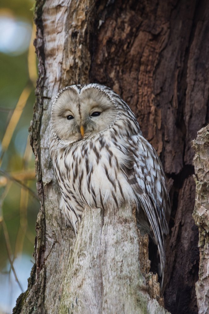 Фотография автора Татьяна Ливеровская