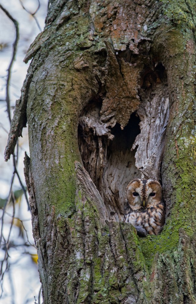 Фотография автора Татьяна Ливеровская
