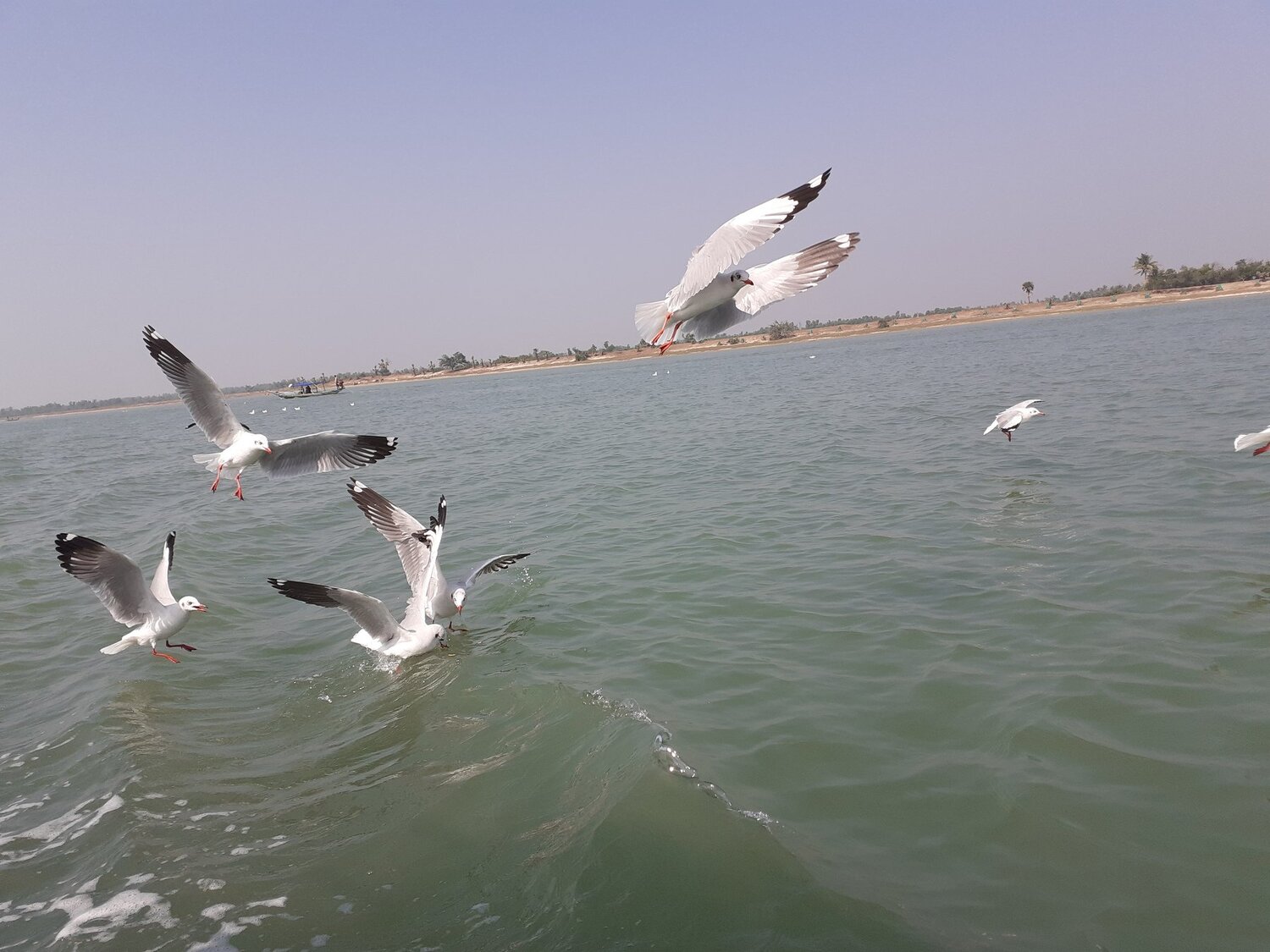 Birds