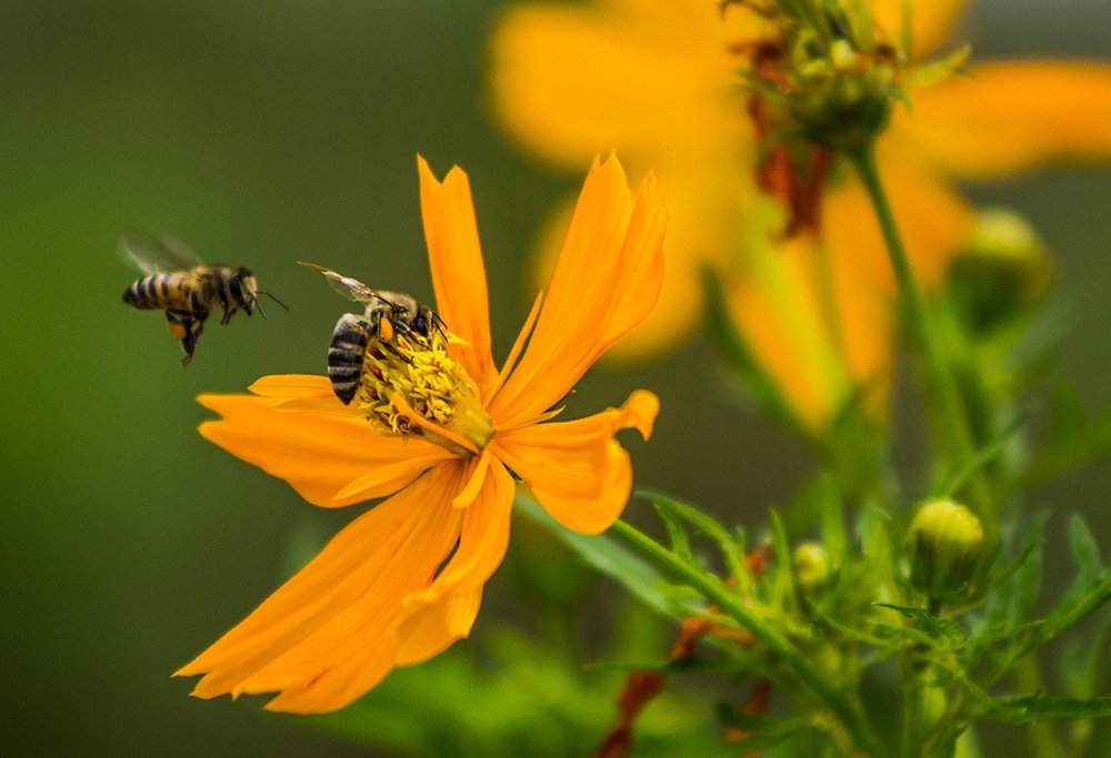 Photograph by Heber Alcides Jesús Pacheco Ramirez