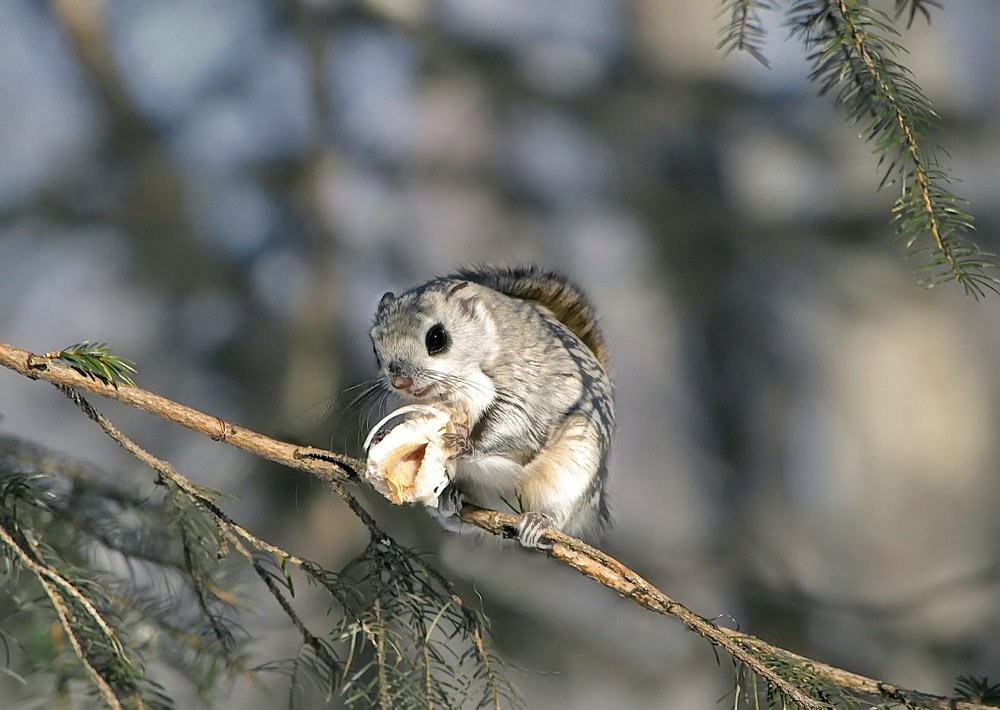 маленькое чудо.