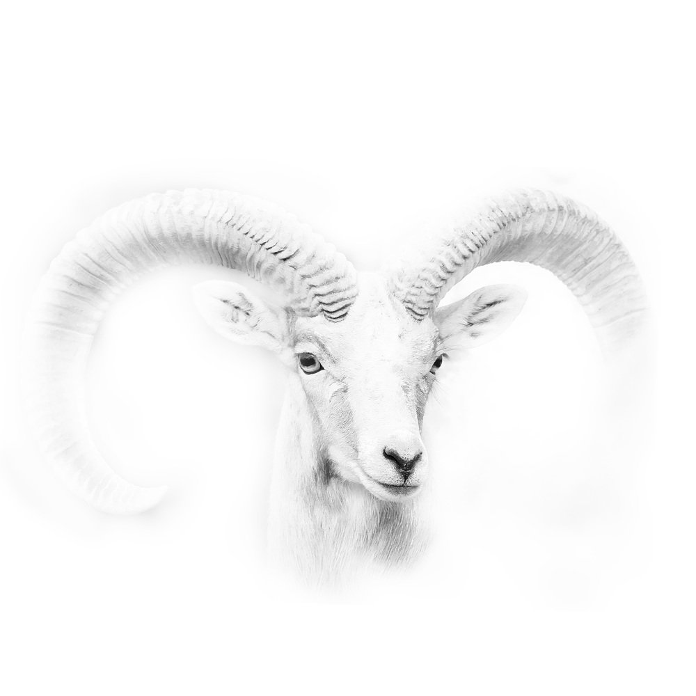 Фотография автора RanoosH ALi