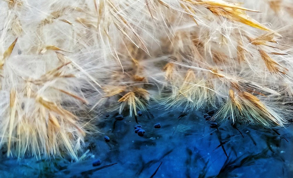 Морозным утром на пруду.