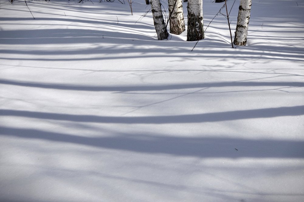 На снежном холсте