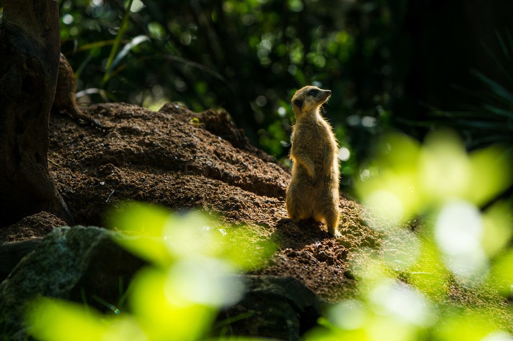 Photograph by Augustine Fernandes