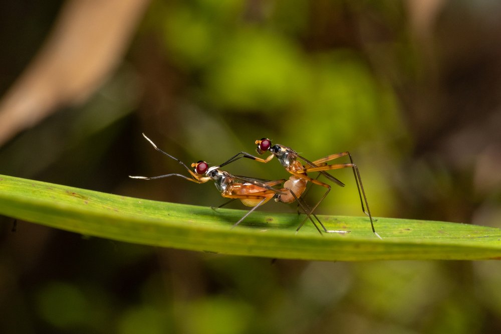 Фотография автора Thivanka Ilanperuma