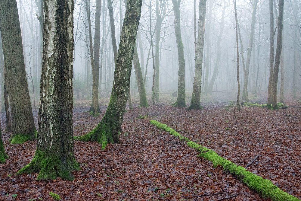 Утро туманное