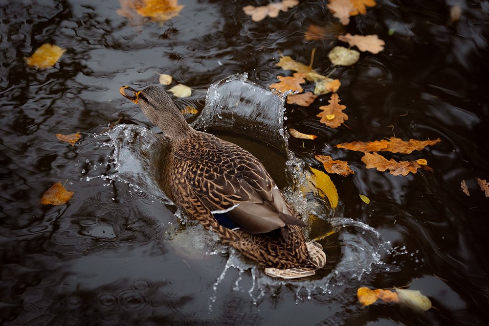 Photograph by Чистякова Валерия