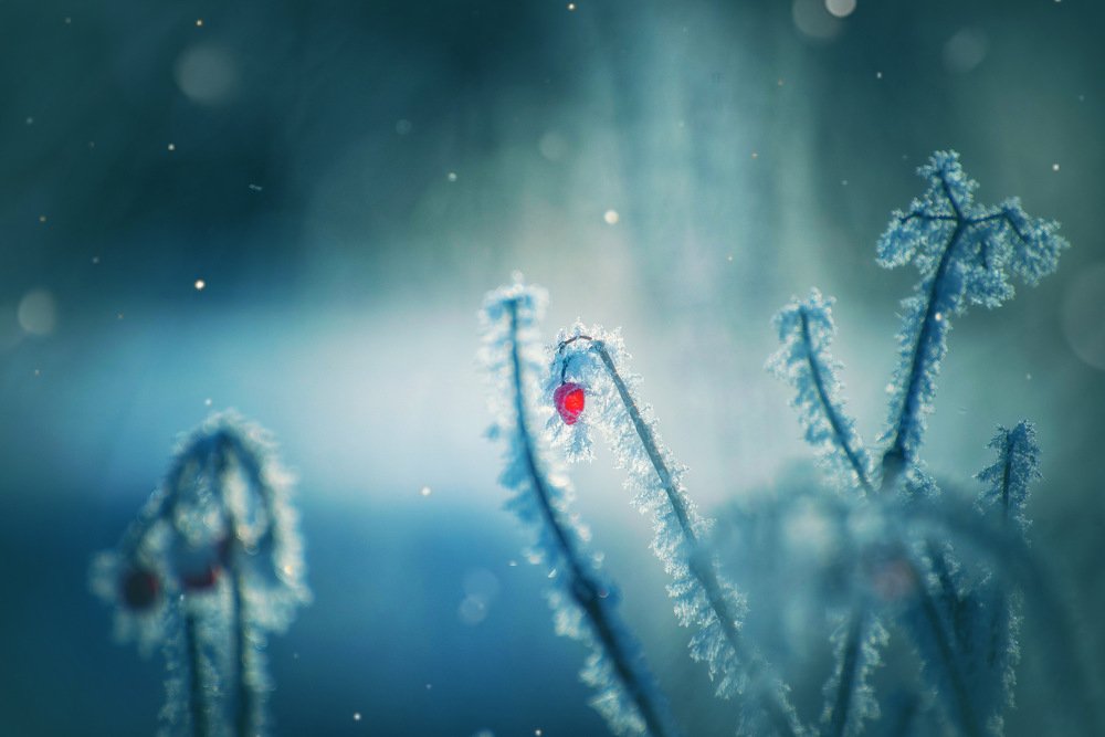 Photograph by Инна Макеева