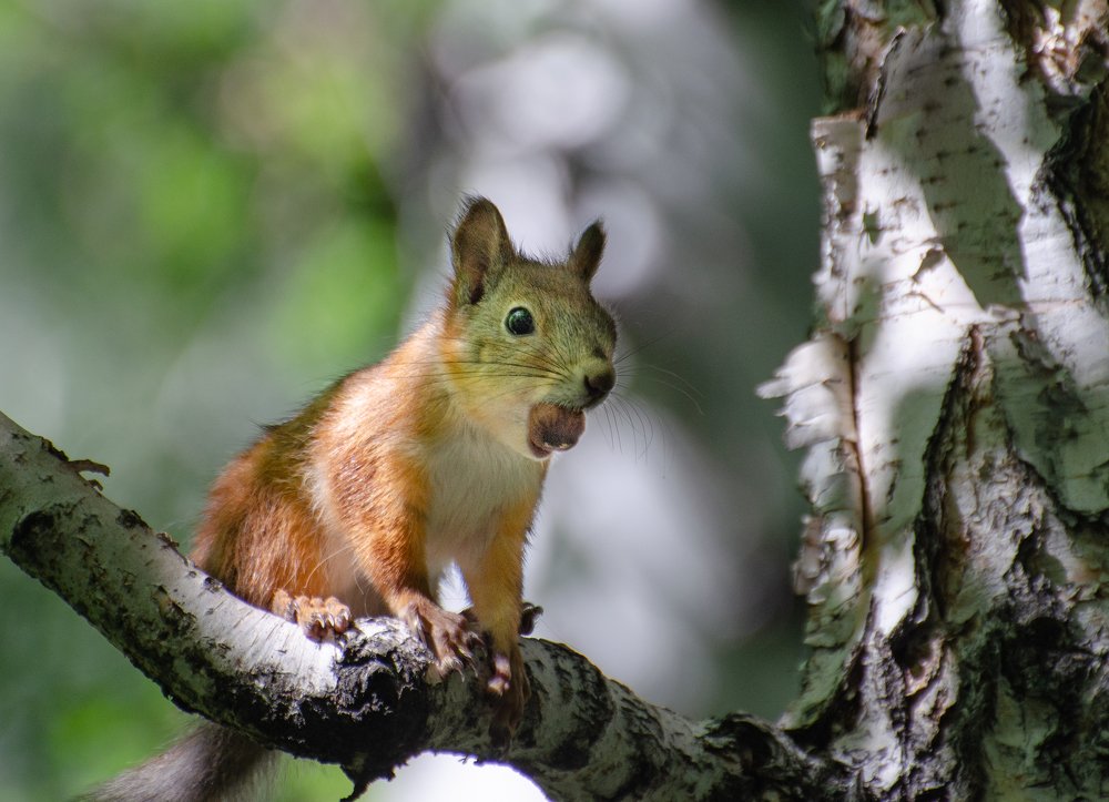 Photograph by Инна Макеева