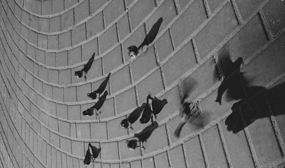 Сила   Правды .