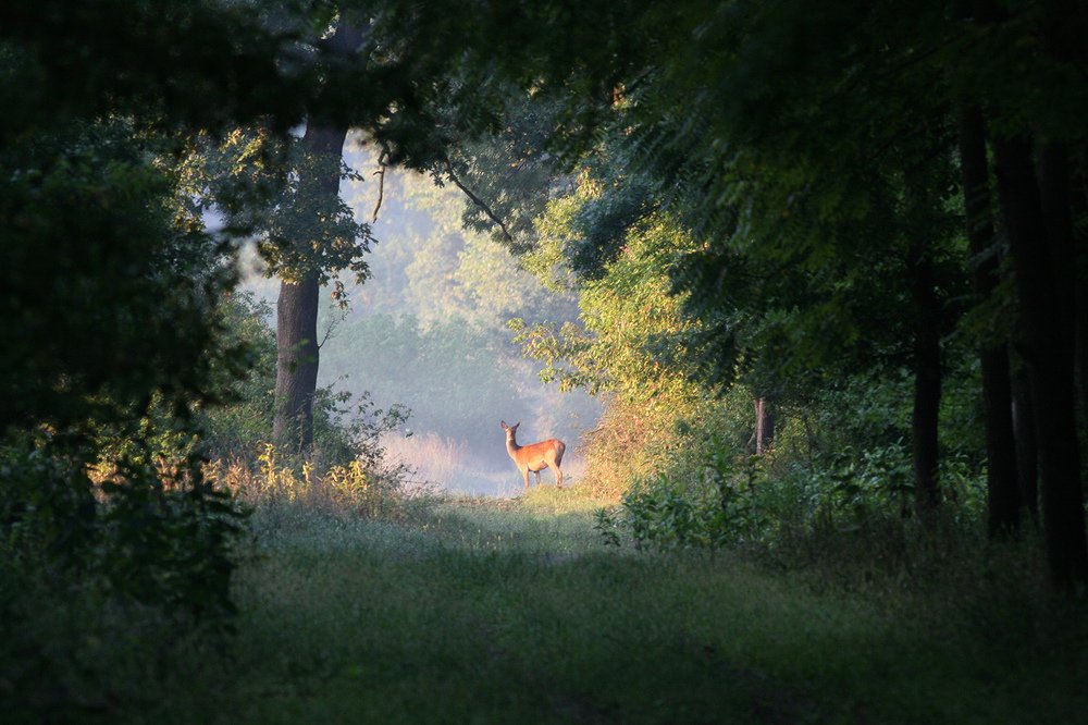 Фотография автора Budimir Jevtic