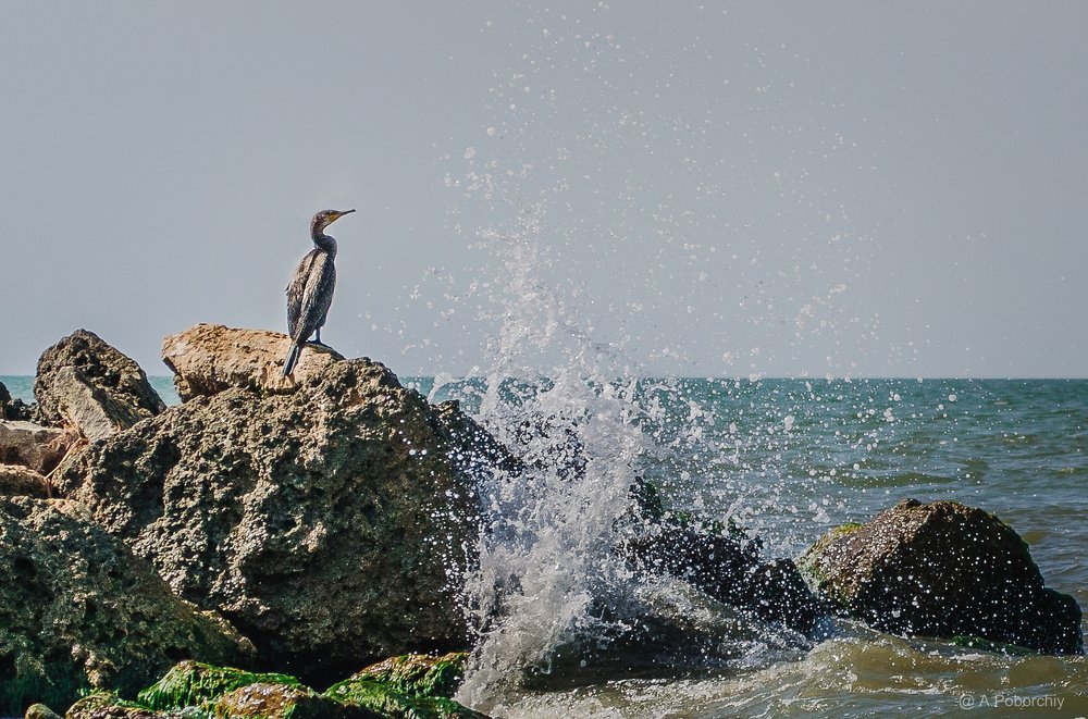 Photograph by Александр Поборчий