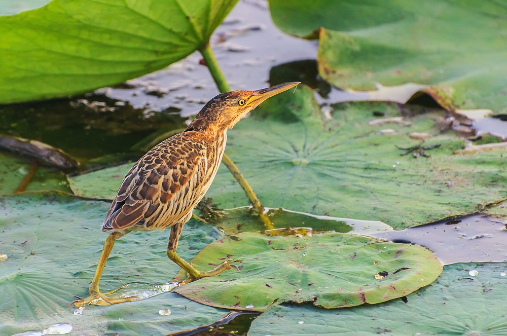 Выпь малая.