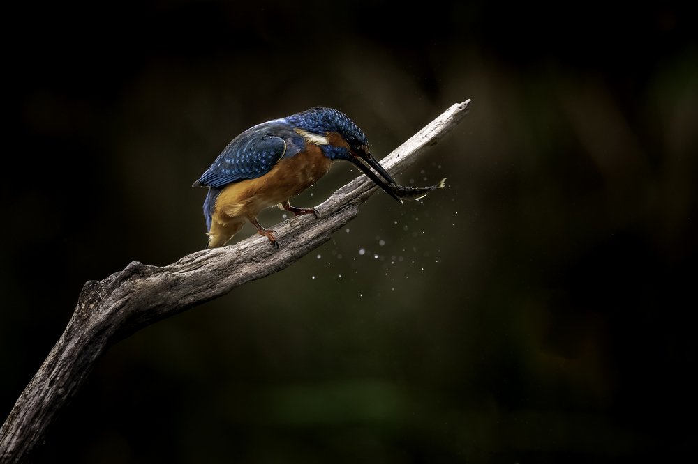 Photograph by Dino Garmy