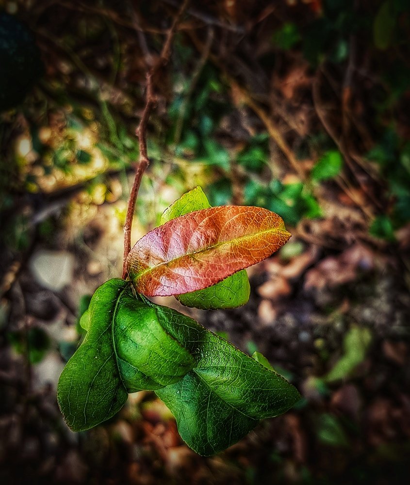 Фотография автора  reyhaneh khavaninzadeh