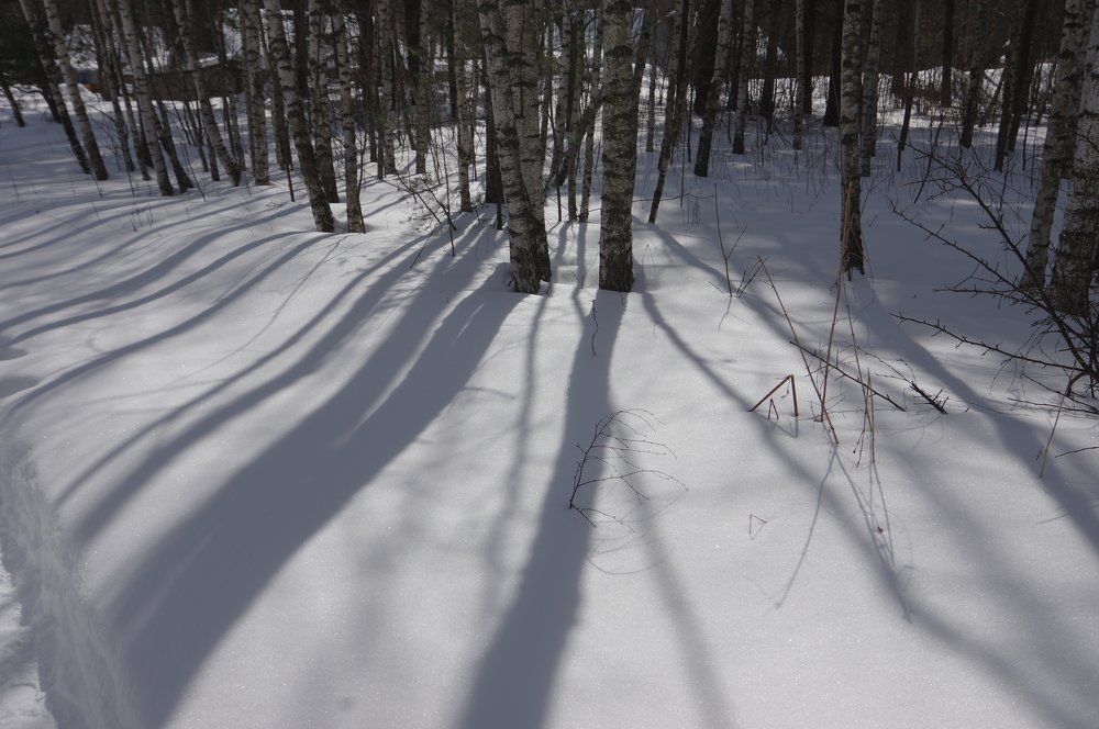 по лесной тропке