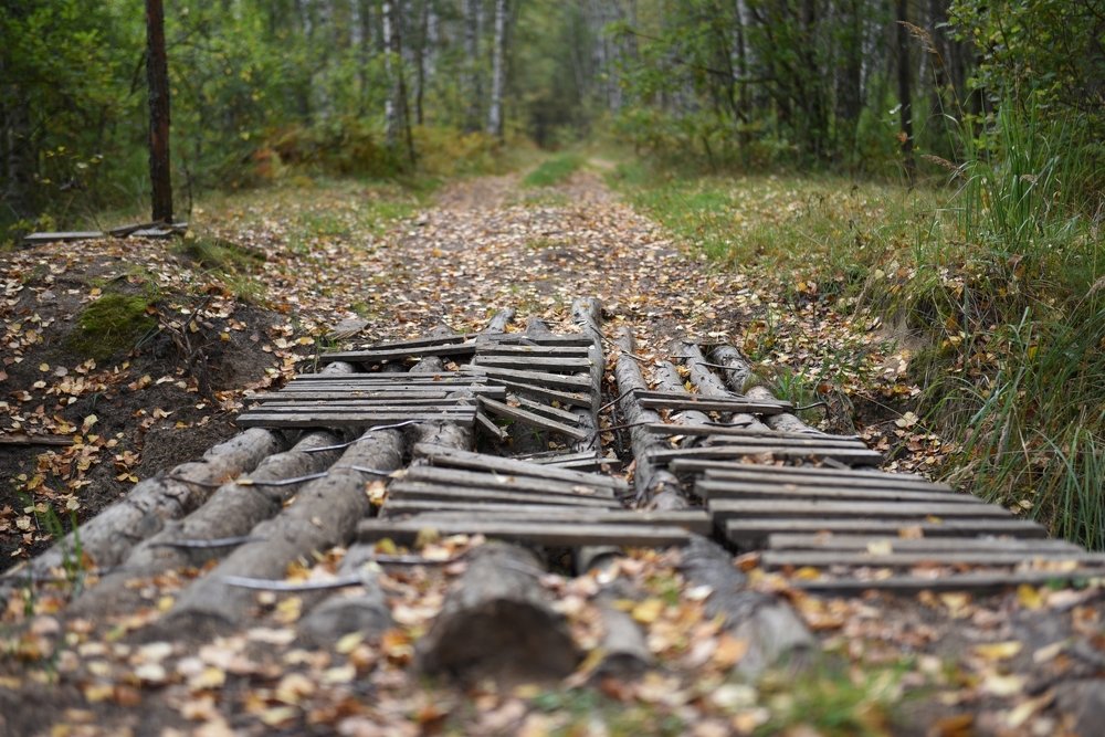 Little forest bridge
