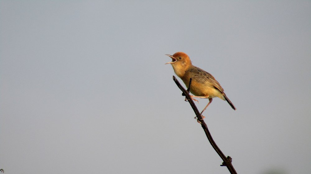 Golden Headed Cisticola