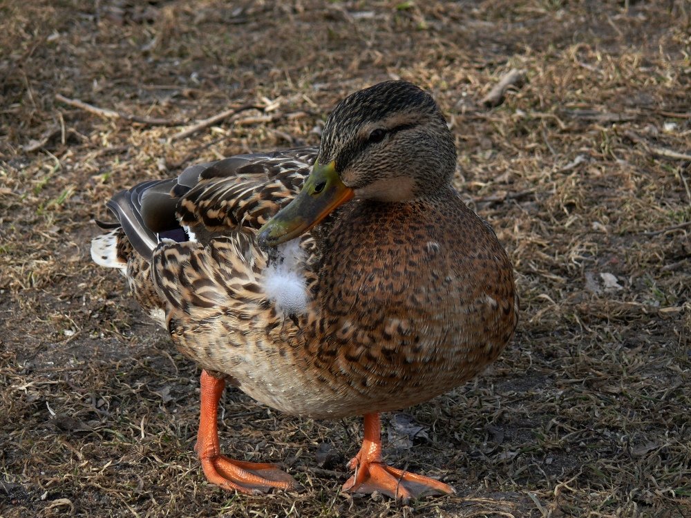 Photograph by Марина Игнатьева
