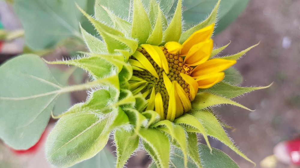 Sunflower