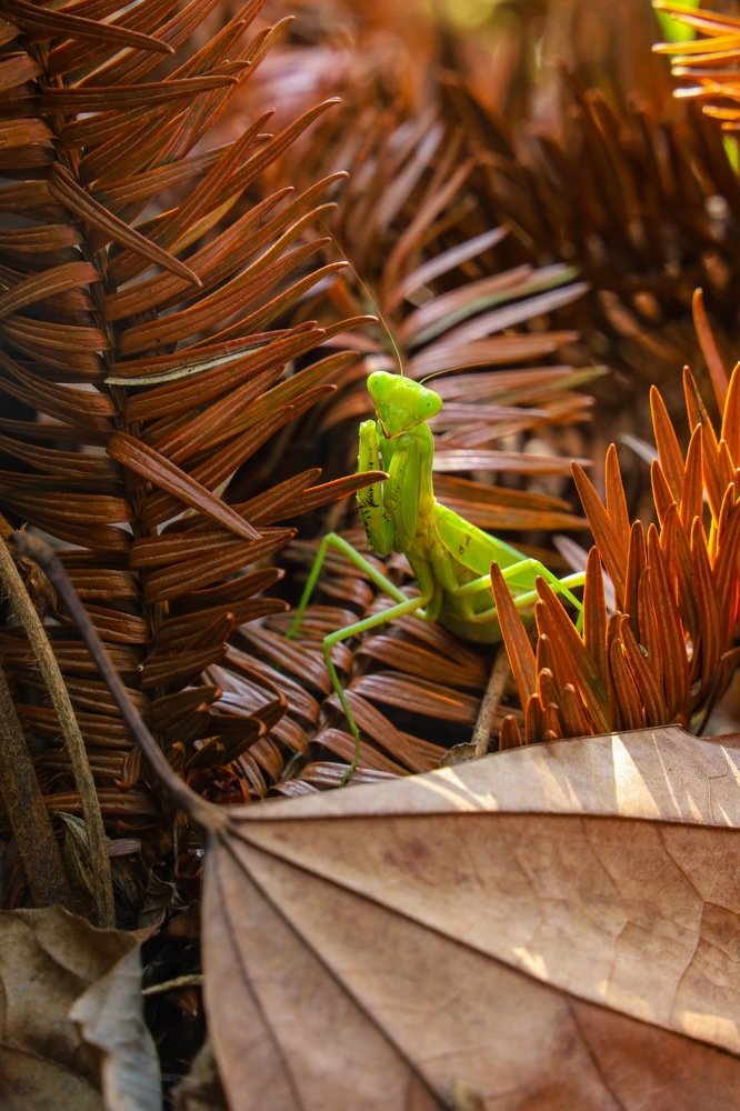 Photograph by Valerii