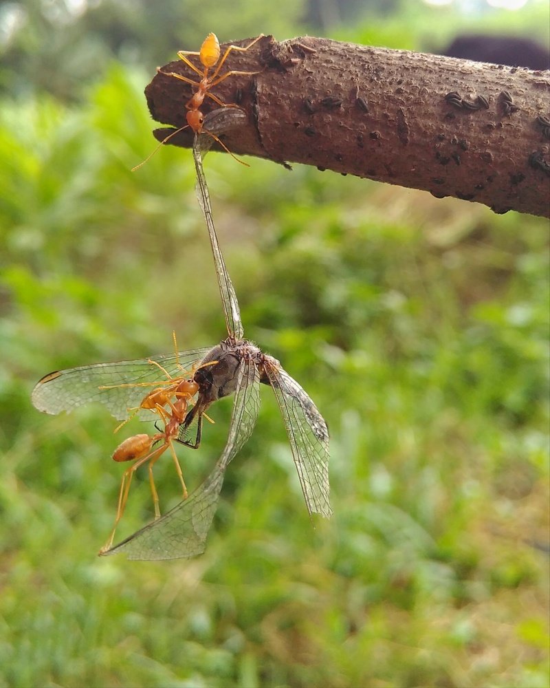 Photograph by Rahul Dey