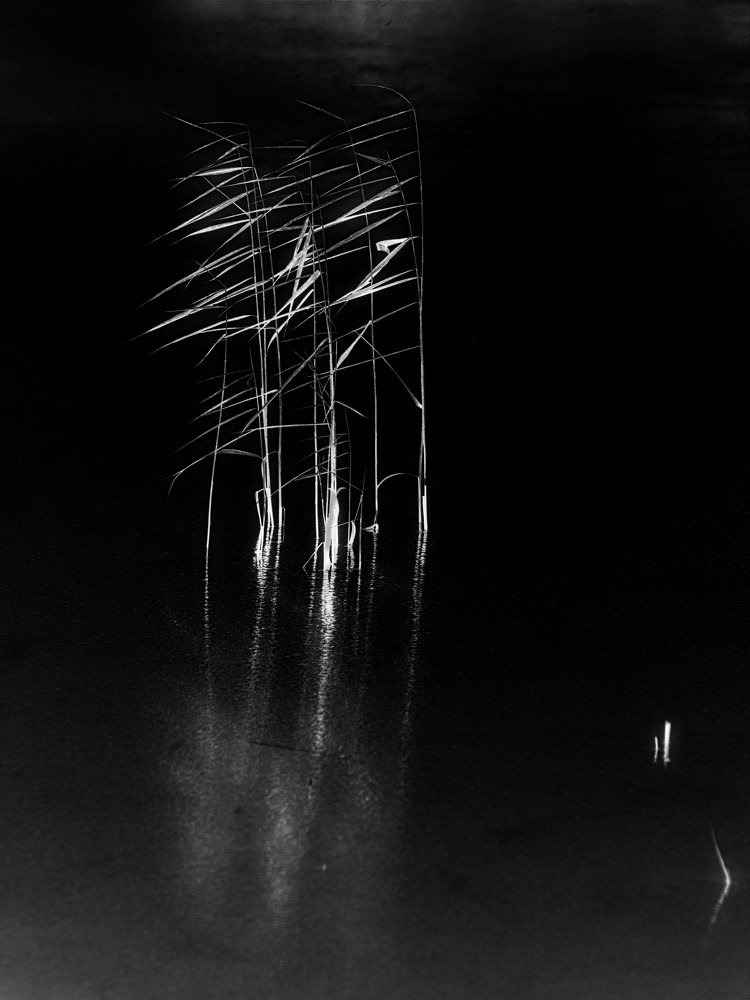 Шорох тростника