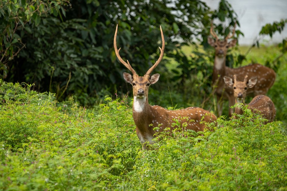 Фотография автора Thivanka Ilanperuma