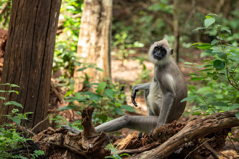 Фотография автора Thivanka Ilanperuma