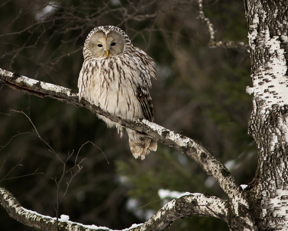 Уральская красавица